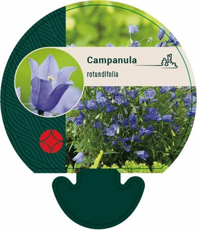 Campanula rotundifolia P9 - afbeelding 1