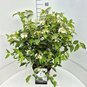 Viburnum plicatum 'Watanabe'