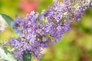 Buddleja davidii 'Lochinch' 60/80 C.