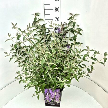 Buddleja davidii 'Lochinch' - afbeelding 3