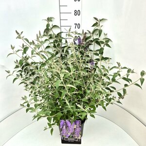 Buddleja davidii 'Lochinch' - afbeelding 3