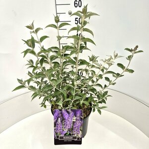 Buddleja davidii 'Lochinch' - afbeelding 5