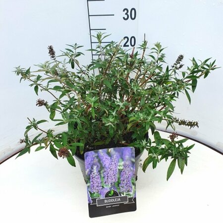 Buddleja davidii 'Lochinch' - afbeelding 4