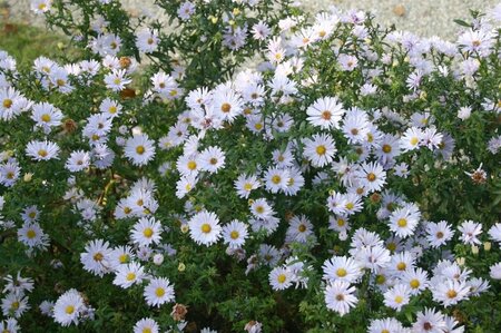 Aster n.-b. 'Porzellan' P9 - afbeelding 2
