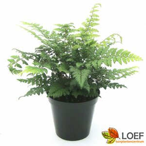 Polystichum makinoi P11