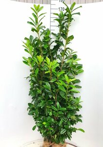 Prunus laurocerasus 'Novita' ST. 150 12-14 C. Lei - afbeelding 6