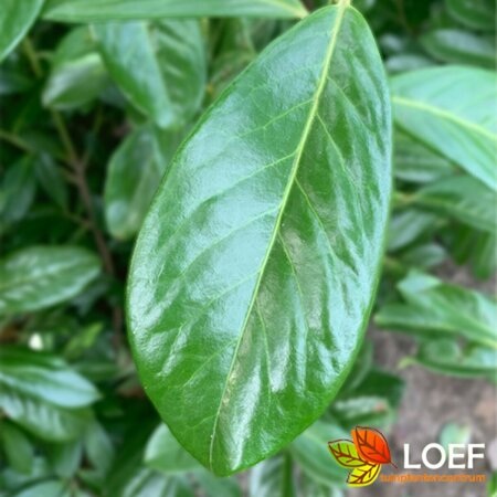 Prunus laurocerasus 'Novita' ST. 150 12-14 C. Lei - afbeelding 2