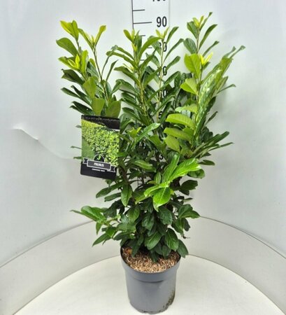 Prunus laurocerasus 'Novita' ST. 150 12-14 C. Lei - afbeelding 5