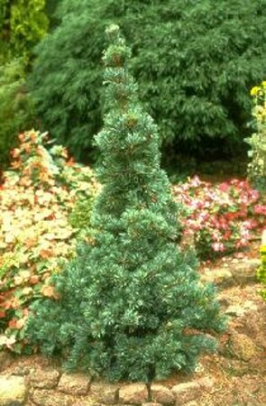 Pinus parv. 'Negishi' 50/60 KL. - afbeelding 1