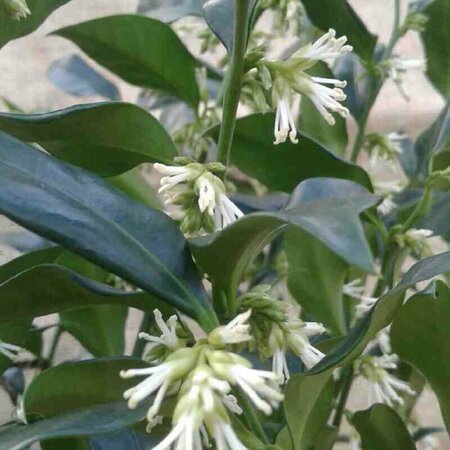Sarcococca confusa - afbeelding 1