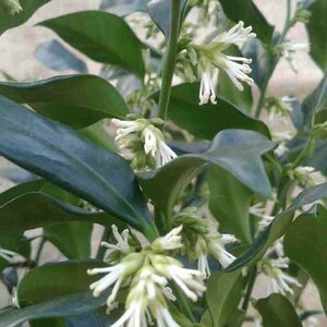 Sarcococca confusa 40/50 C.