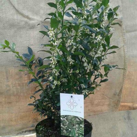 Sarcococca confusa - afbeelding 2