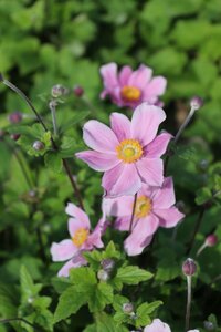 Anemone hyb. 'Loreley' P9 - afbeelding 2