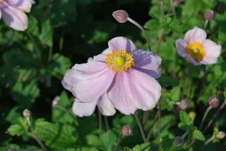 Anemone hyb. 'Loreley' P9 - afbeelding 5