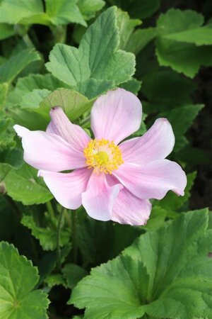 Anemone hyb. 'Loreley' P9 - afbeelding 1