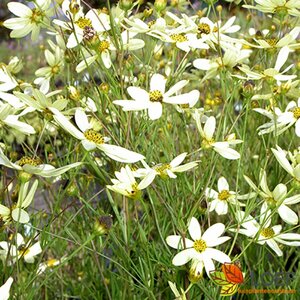 Coreopsis verticillata 'Moonbeam' C2
