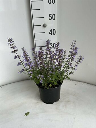 Nepeta 'Purssian Blue'  P9 - afbeelding 5