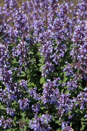 Nepeta 'Purssian Blue'  P9 - afbeelding 2