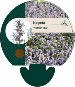 Nepeta 'Purssian Blue'  P9 - afbeelding 4
