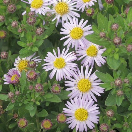 Aster ageratoides 'Asmo' P9 - afbeelding 1