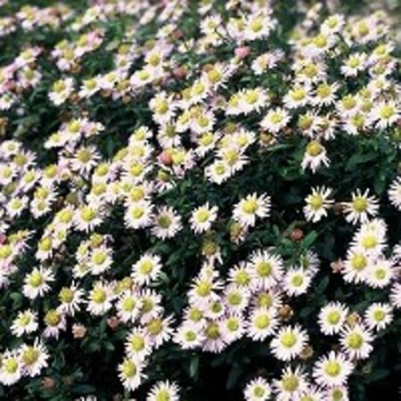 Aster ageratoides 'Asmo' P9 - afbeelding 2