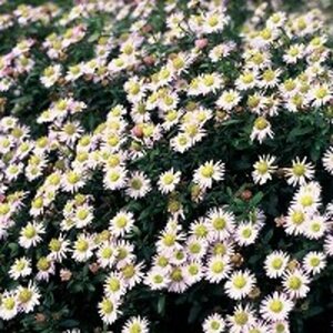 Aster ageratoides 'Asmo' P9 - afbeelding 2