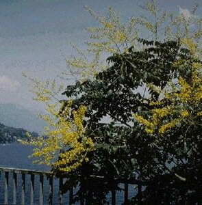Koelreuteria paniculata 250/275 C. Solitair