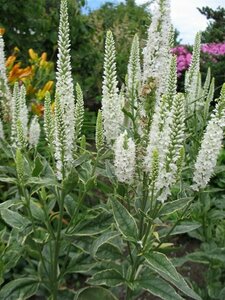 Veronica longifolia 'Charlotte' P9
