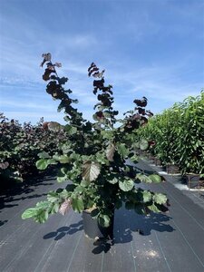 Corylus maxima 'Purpurea' - afbeelding 2