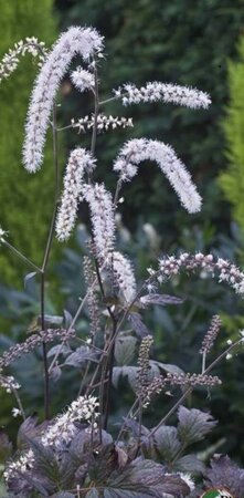 Actaea racemosa 'Queen of Sheba' P9 - afbeelding 2