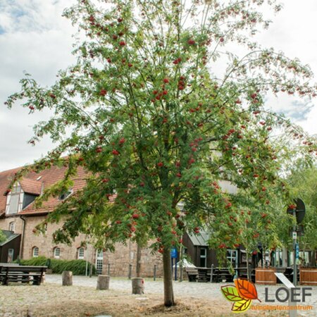 Sorbus aucuparia 12-14 C. - afbeelding 3