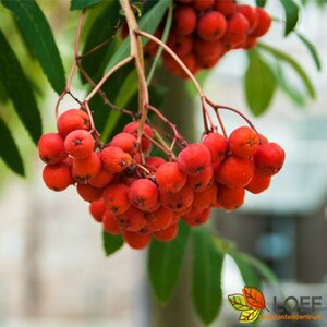 Sorbus aucuparia 12-14 C. - afbeelding 5