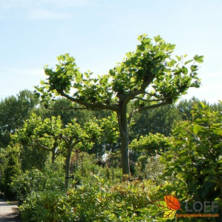 Platanus hispanica ST. 250 20-25 C. Dakster  - afbeelding 2