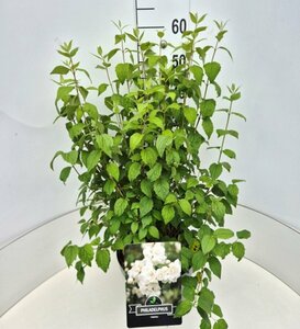 Philadelphus 'Virginal' 30/40 C.