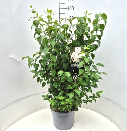 Philadelphus 'Virginal' - afbeelding 5