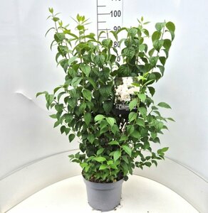 Philadelphus 'Virginal' - afbeelding 5