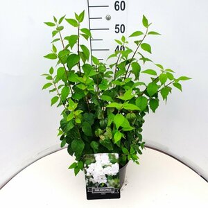 Philadelphus 'Virginal' - afbeelding 6