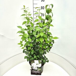 Philadelphus 'Virginal' - afbeelding 4