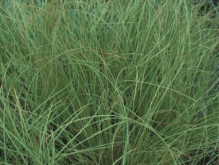 Carex comans 'Frosted Curls' C2 - afbeelding 1