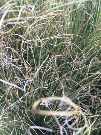 Carex comans 'Frosted Curls' C2 - afbeelding 3