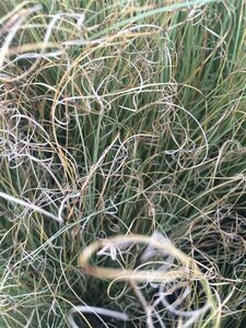 Carex comans 'Frosted Curls' C2 - afbeelding 3