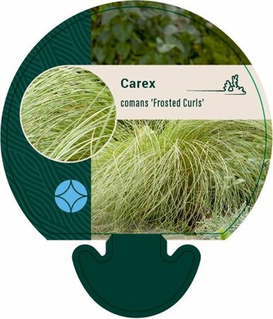 Carex comans 'Frosted Curls' C2 - afbeelding 3