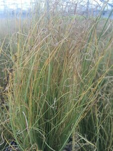 Carex comans 'Frosted Curls' C2 - afbeelding 4