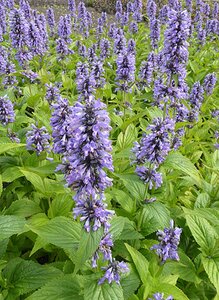 Nepeta 'Magical Mr Blue Sky" P9