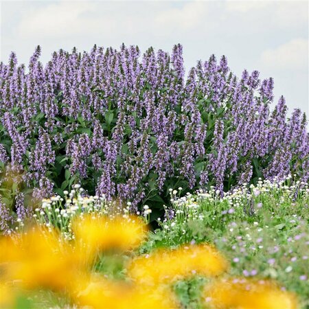 Nepeta 'Magical Mr Blue Sky" P9 - afbeelding 4
