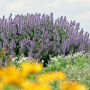 Nepeta 'Magical Mr Blue Sky" P9 - afbeelding 4