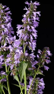Nepeta 'Magical Mr Blue Sky" P9 - afbeelding 2