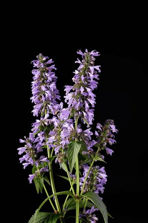 Nepeta 'Magical Mr Blue Sky" P9 - afbeelding 5