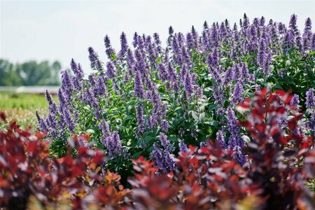 Nepeta 'Magical Mr Blue Sky" P9 - afbeelding 3