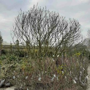 Magnolia 'Susan' - afbeelding 3
